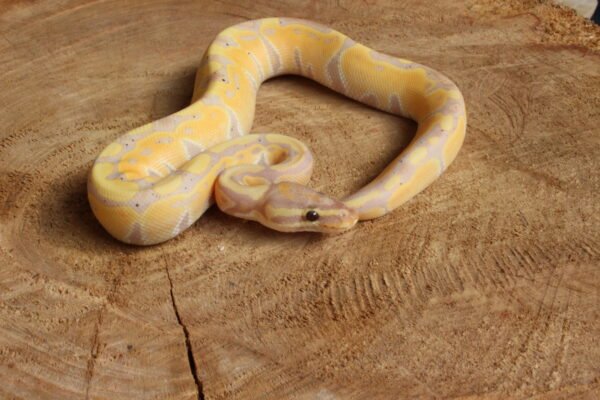 Ball Python (Python regius) – Macho – Id 900263003574391  Padrão Banana - Image 2