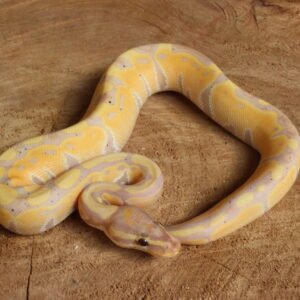 Ball Python (Python regius) – Macho – Id 900263003574391  Padrão Banana