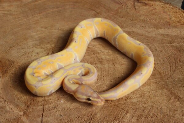 Ball Python (Python regius) – Macho – Id 900263003574391  Padrão Banana