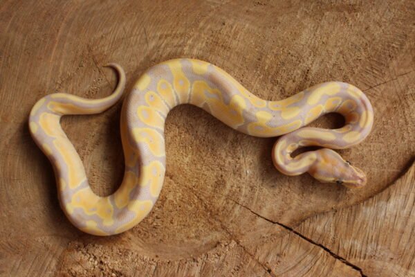Ball Python (Python regius) – Macho – Id 900263003574392  Padrão Banana - Image 3
