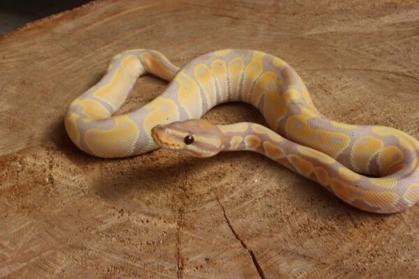 Ball Python (Python regius) – Macho – Id 900263003574392  Padrão Banana - Image 2