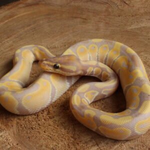 Ball Python (Python regius) – Macho – Id 900263003574392  Padrão Banana