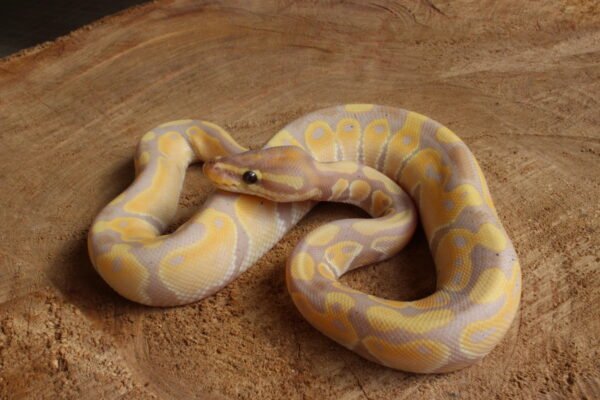 Ball Python (Python regius) – Macho – Id 900263003574392  Padrão Banana