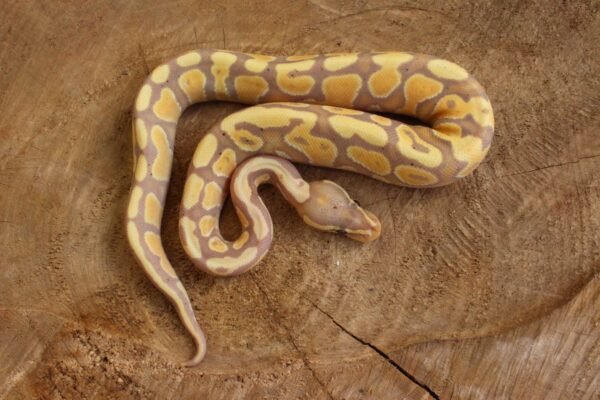 Ball Python (Python regius) – Macho – Id 900263003574394  Padrão Banana Lesser - Image 2