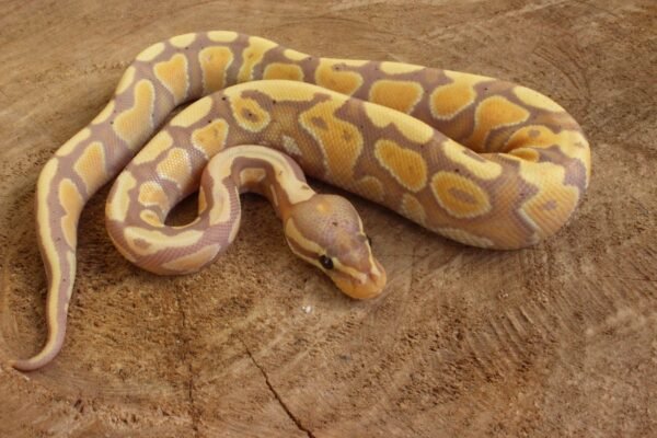 Ball Python (Python regius) – Macho – Id 900263003574394  Padrão Banana Lesser - Image 3