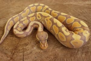 Ball Python (Python regius) – Macho – Id 900263003574394  Padrão Banana Lesser