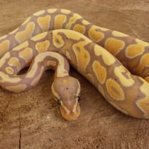 Ball Python (Python regius) – Macho – Id 900263003574394  Padrão Banana Lesser