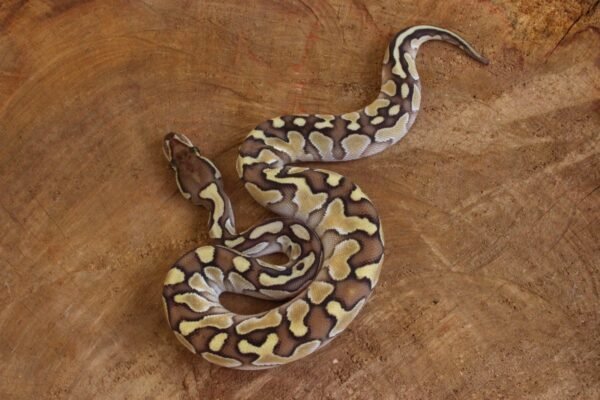 Ball Python (Python regius) – Macho – Id 900263003574395  Padrão Lesser - Image 2