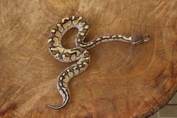 Ball Python (Python regius) – Macho – Id 900263003574395  Padrão Lesser - Image 3