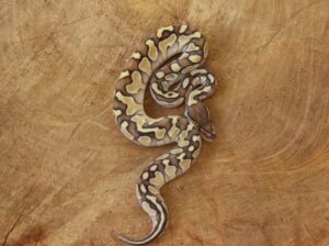Ball Python (Python regius) – Macho – Id 900263003574395  Padrão Lesser
