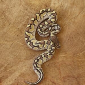 Ball Python (Python regius) – Macho – Id 900263003574395  Padrão Lesser