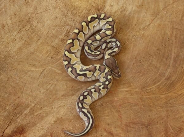 Ball Python (Python regius) – Macho – Id 900263003574395  Padrão Lesser
