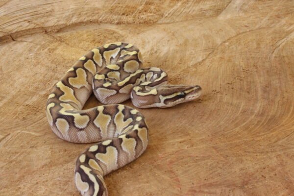 Ball Python (Python regius) – Macho – Id 900263003574395  Padrão Lesser - Image 4