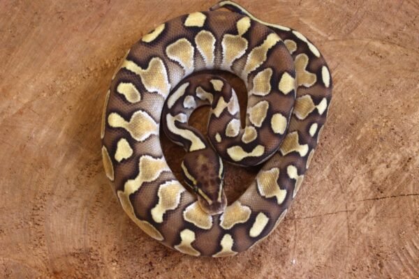 Ball Python (Python regius) – Macho – Id 900263003574396  Padrão Lesser - Image 3