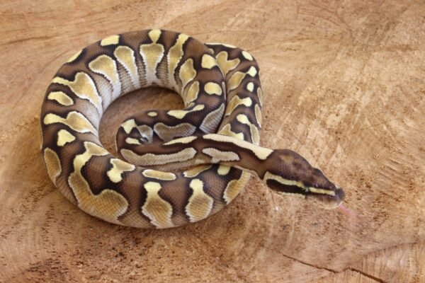 Ball Python (Python regius) – Macho – Id 900263003574396  Padrão Lesser - Image 2