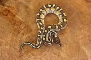 Ball Python (Python regius) – Macho – Id 900263003574396  Padrão Lesser