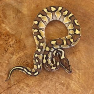 Ball Python (Python regius) – Macho – Id 900263003574396  Padrão Lesser