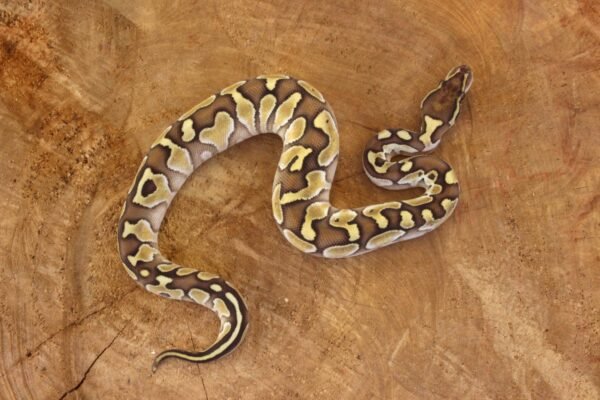 Ball Python (Python regius) – Macho – Id 900263003574397  Padrão Lesser - Image 3