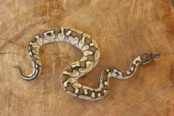 Ball Python (Python regius) – Macho – Id 900263003574397  Padrão Lesser - Image 2