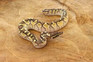 Ball Python (Python regius) – Macho – Id 900263003574397  Padrão Lesser