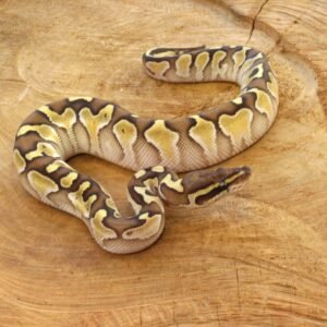Ball Python (Python regius) – Macho – Id 900263003574397  Padrão Lesser