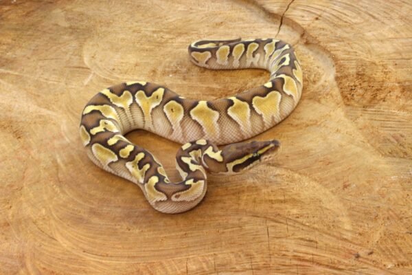 Ball Python (Python regius) – Macho – Id 900263003574397  Padrão Lesser