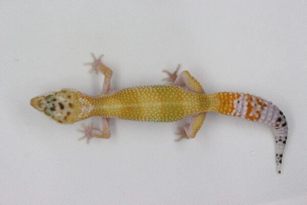 Leopard Gecko (Eublepharis macularius) – Macho – Id 900263003574238 - Image 2