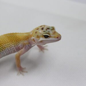 Leopard Gecko (Eublepharis macularius) – Macho – Id 900263003574238
