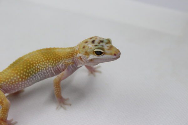 Leopard Gecko (Eublepharis macularius) – Macho – Id 900263003574238