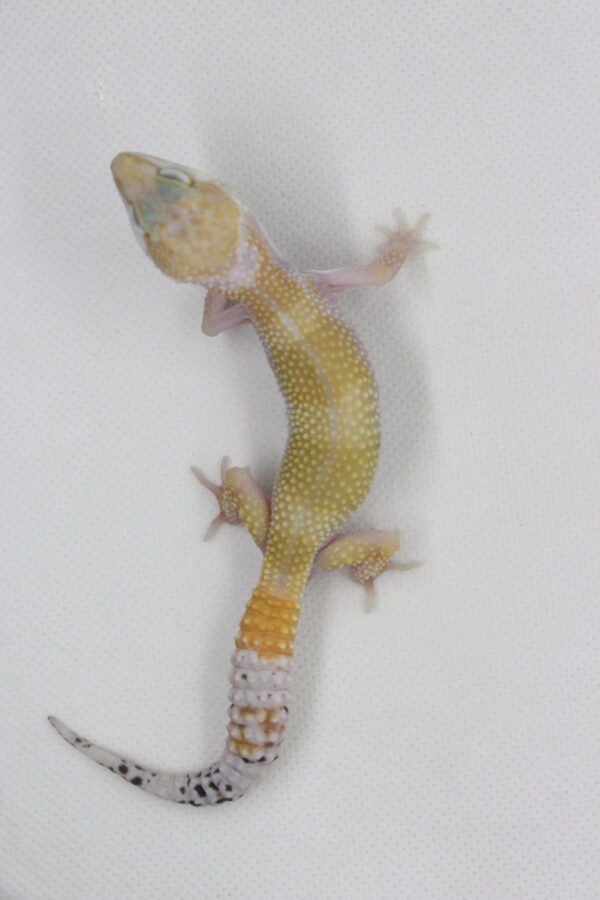 Leopard Gecko (Eublepharis macularius) – Macho – Id 900263003574240 - Image 2