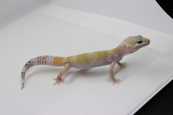 Leopard Gecko (Eublepharis macularius) – Macho – Id 900263003574240 - Image 3