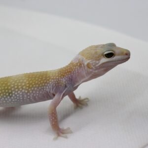 Leopard Gecko (Eublepharis macularius) – Macho – Id 900263003574240