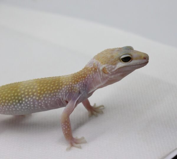 Leopard Gecko (Eublepharis macularius) – Macho – Id 900263003574240