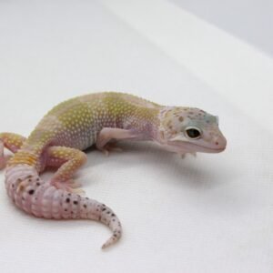 Leopard Gecko (Eublepharis macularius) – Macho – Id 900263003574247