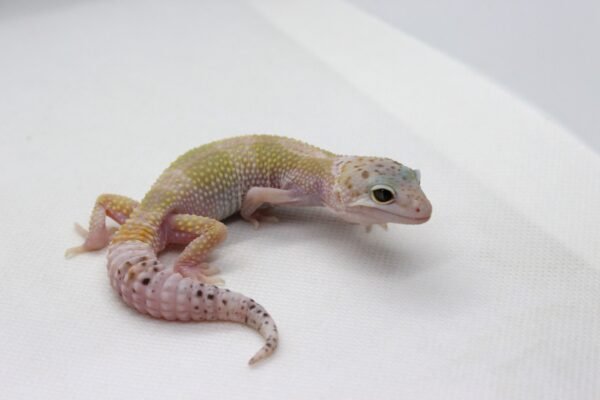 Leopard Gecko (Eublepharis macularius) – Macho – Id 900263003574247