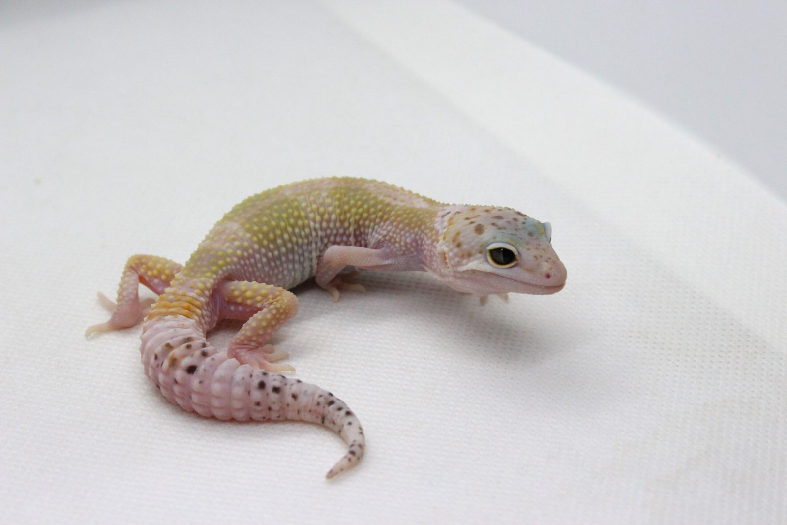 Leopard Gecko (Eublepharis macularius) – Macho – Id 900263003574247