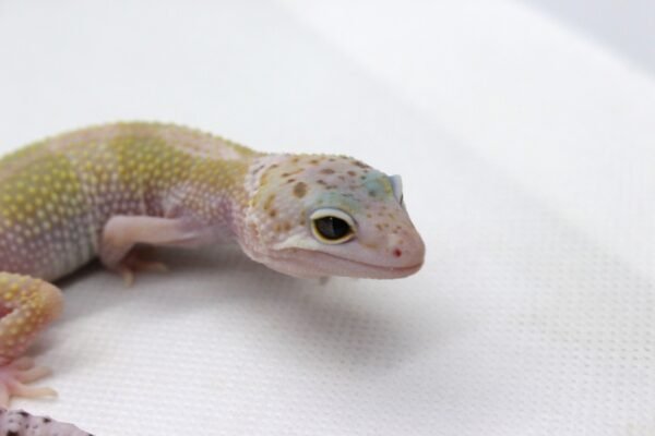 Leopard Gecko (Eublepharis macularius) – Macho – Id 900263003574247 - Image 4