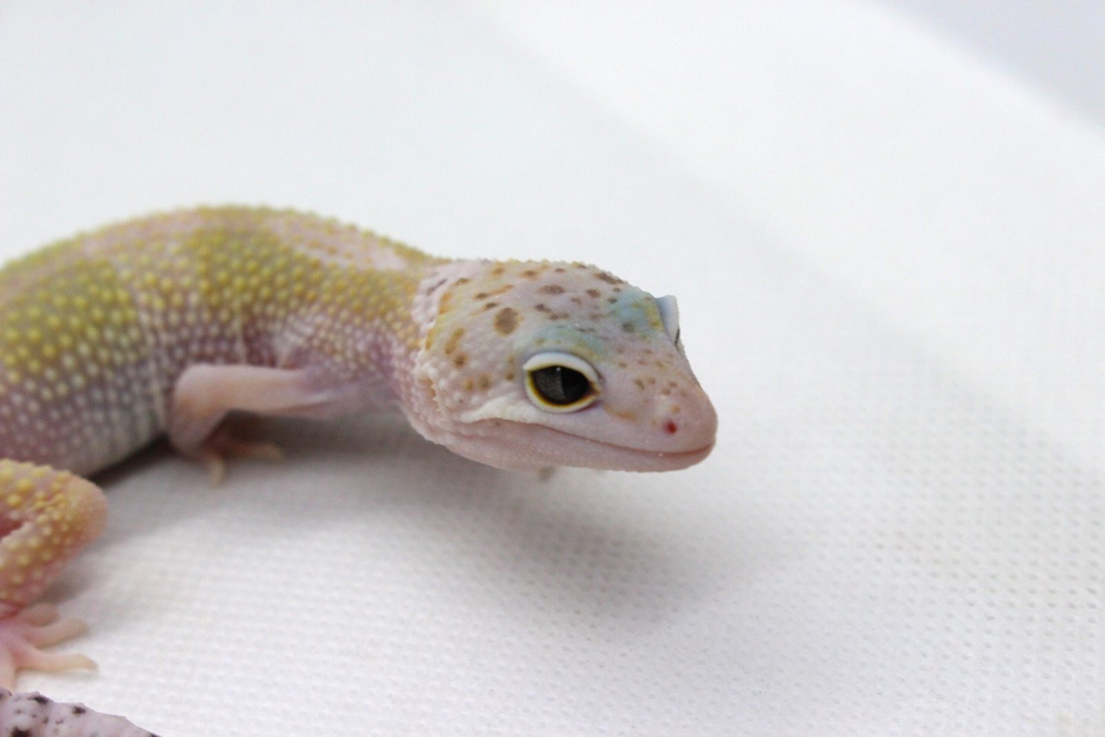 Leopard Gecko (Eublepharis macularius) – Macho – Id 900263003574247 - Image 4