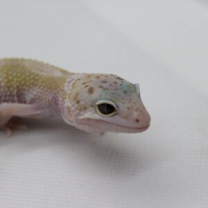 Leopard Gecko (Eublepharis macularius) – Macho – Id 900263003574247