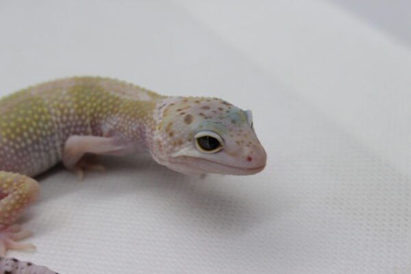Leopard Gecko (Eublepharis macularius) – Macho – Id 900263003574247