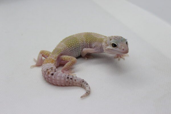 Leopard Gecko (Eublepharis macularius) – Macho – Id 900263003574247 - Image 3