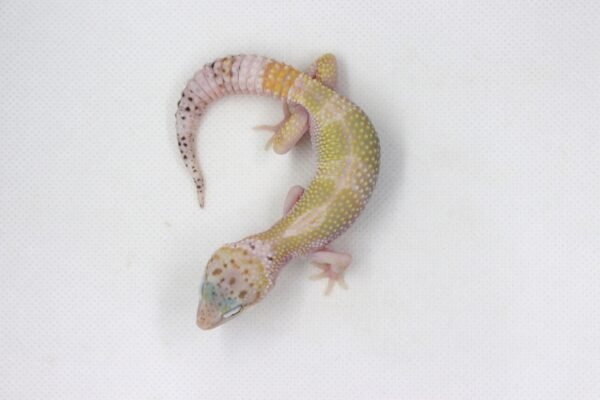 Leopard Gecko (Eublepharis macularius) – Macho – Id 900263003574247 - Image 2