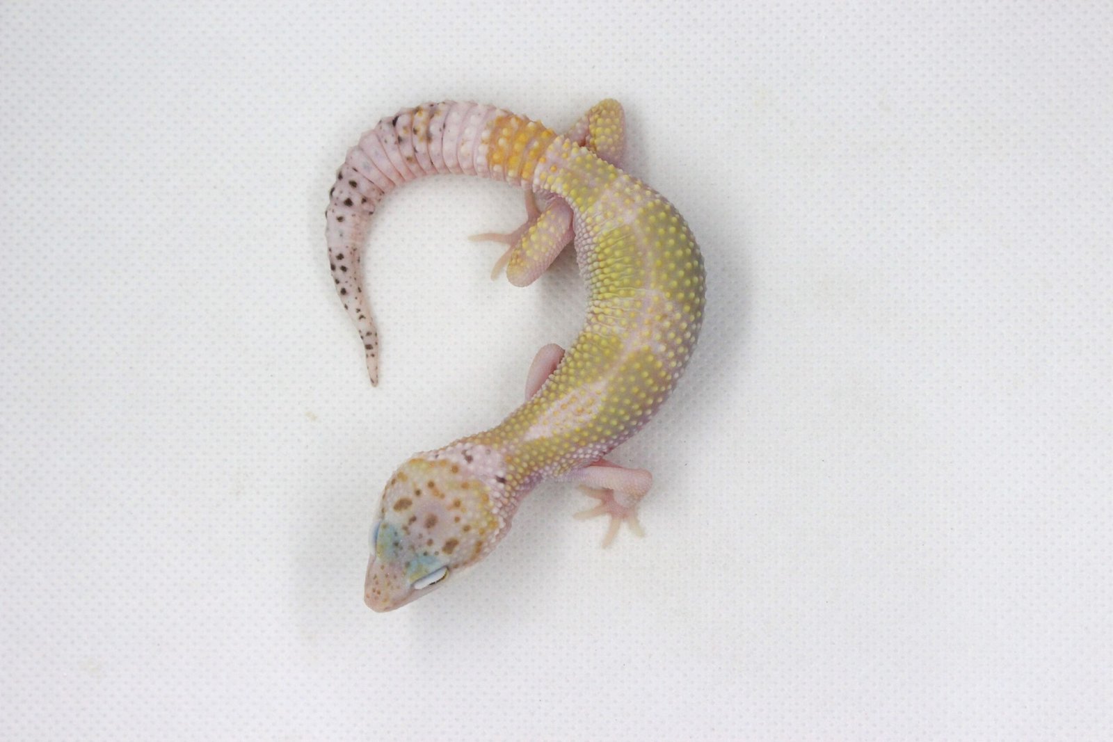 Leopard Gecko (Eublepharis macularius) – Macho – Id 900263003574247 - Image 2