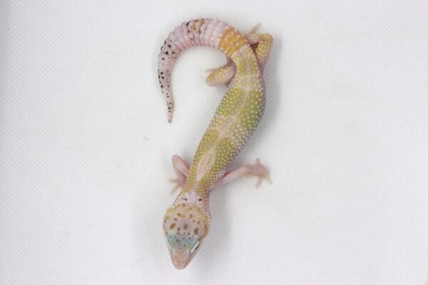 Leopard Gecko (Eublepharis macularius) – Macho – Id 900263003574247 - Image 3