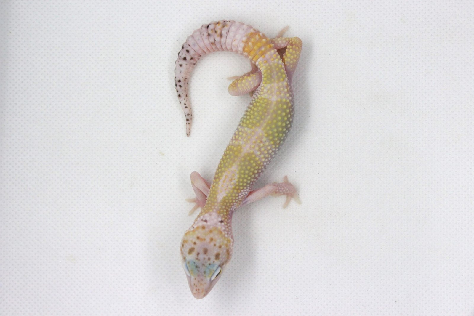 Leopard Gecko (Eublepharis macularius) – Macho – Id 900263003574247 - Image 3