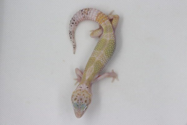 Leopard Gecko (Eublepharis macularius) – Macho – Id 900263003574247 - Image 2