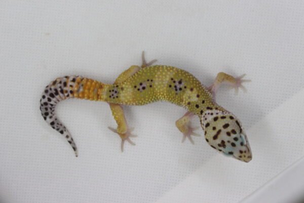 Leopard Gecko (Eublepharis macularius) – Macho – Id 900263003574248 - Image 3