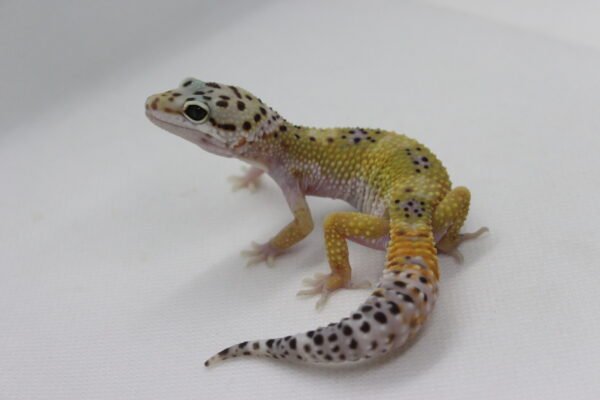Leopard Gecko (Eublepharis macularius) – Macho – Id 900263003574248 - Image 4