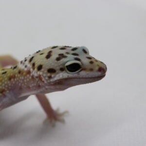 Leopard Gecko (Eublepharis macularius) – Macho – Id 900263003574248