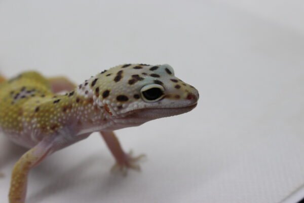 Leopard Gecko (Eublepharis macularius) – Macho – Id 900263003574248